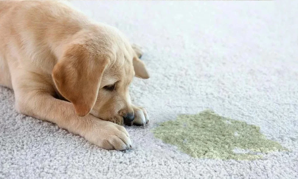 Puppy lying beside a fresh pet stain on a light carpet